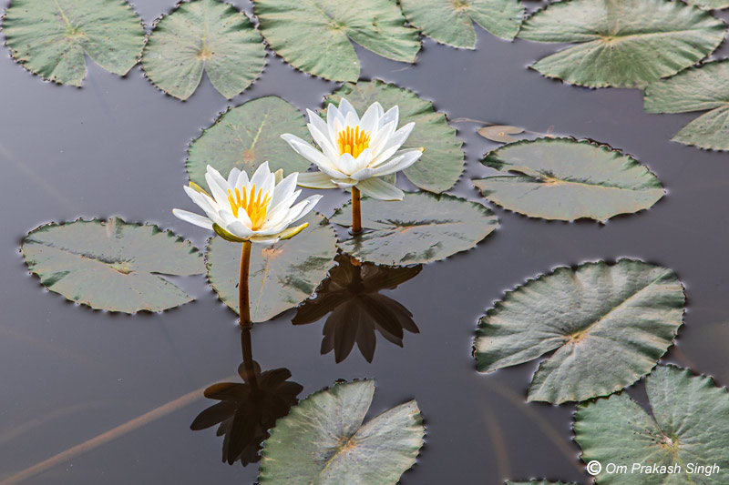 Beautiful white water lilies help improve mental health - in Kanwar Lake, Begusarai district, Bihar
